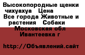 Высокопородные щенки чихуахуа › Цена ­ 25 000 - Все города Животные и растения » Собаки   . Московская обл.,Ивантеевка г.